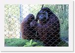 Orangutan_G (5) * Bruno weiss das Minyak die Szene beobachtet und versucht ihm klar zu machen ich kann nichts dafür. * 2362 x 1578 * (1.39MB)